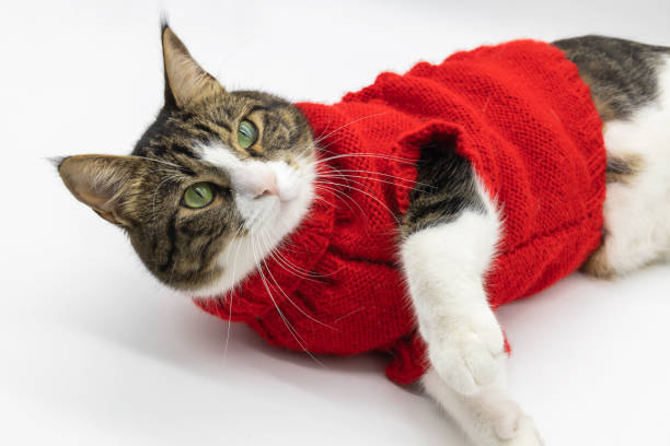 istock Tabby cute cat isolated on white background 1401964294