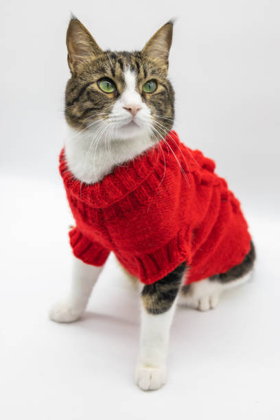 istock Tabby cute cat isolated on white background 1401964382