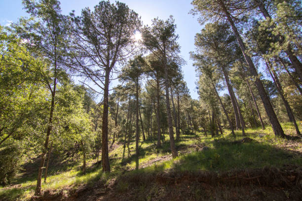 istock Trails with wonderful views of the Sierra De Cazorla, Spain 1401965027