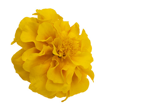 yellow marigolds isolated on white background