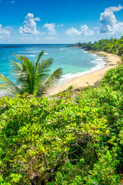 istock Puerto Rico Tropical Beach 1401965142