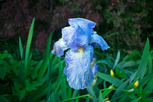 Large, light blue, German bearded iris flower on a dark, intentionally blurred, background on a sunny day