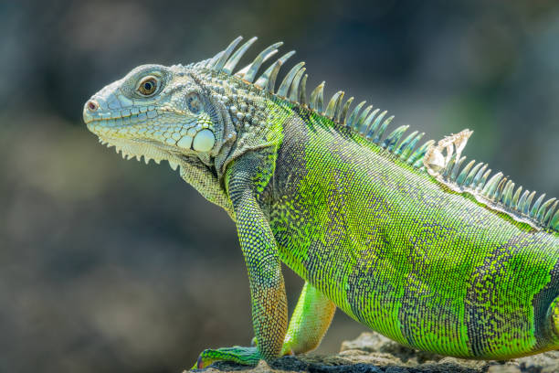 iguana vida silvestre - iguana fotografías e imágenes de stock