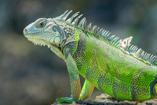 Four years old green iguana on white background.