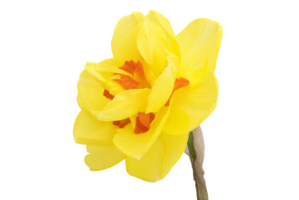 narcissus flower isolated on white background
