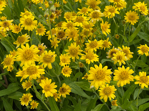 Arnica chamissonis is an important medicinal plant and is also used in medicine.