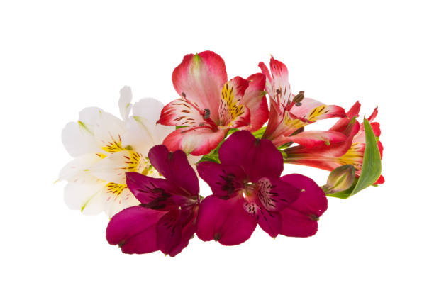 Alstroemeria flower isolated stock photo