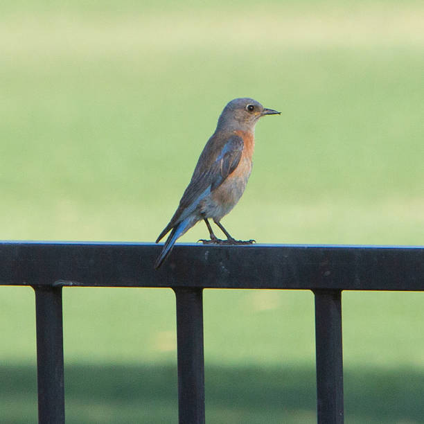 istock Western Bluebird, female 1401967900