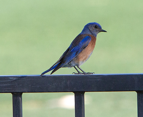 Male mountain bluebird posed in profile