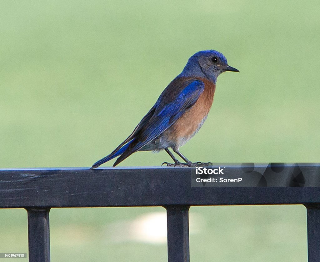 Western Bluebird The Western Bluebird may catch insects in mid-air, or may seek them among foliage. The male typically arrives on breeding grounds before the female, and defends nesting territory by singing. Animal Stock Photo