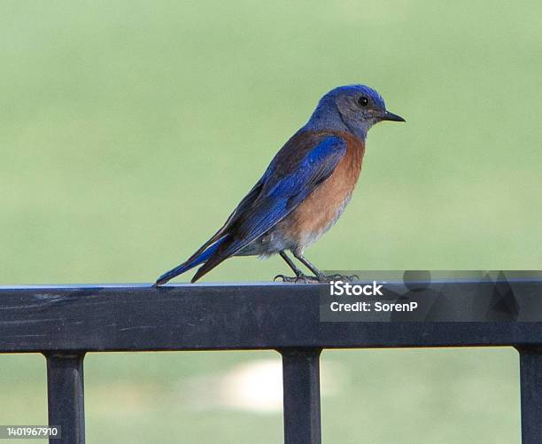Western Bluebird Stock Photo - Download Image Now - Animal, Animal Wildlife, Animals In The Wild