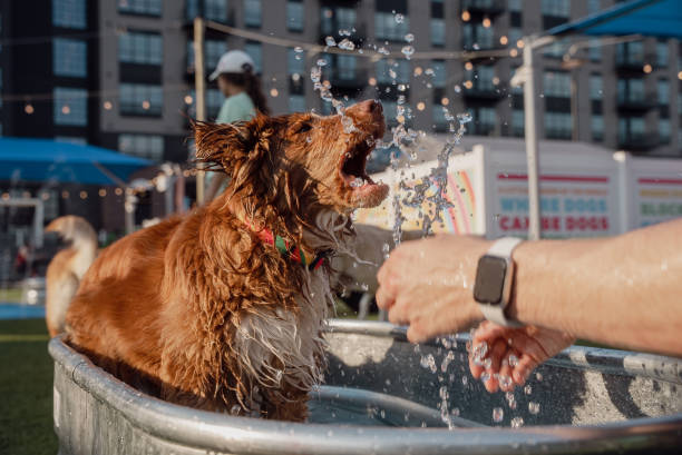 istock Urban Dog Park Play Time 1401969413