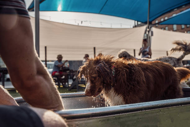 istock Urban Dog Park Play Time 1401969428