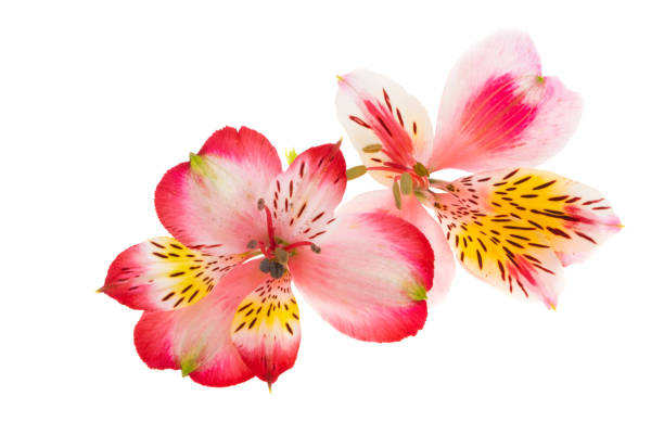 istock Alstroemeria flower isolated 1401969468