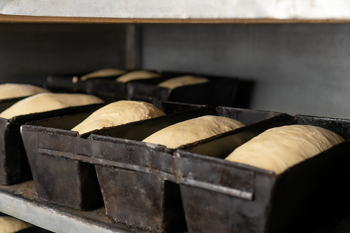 Close-up of bread dough in rectangular iron molds. Dough in the molds fits to the desired condition before baking in the oven at the factory