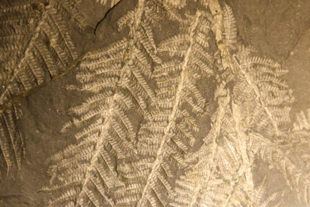 岩の上の葉の痕跡。石のテクスチャ。考古学的背景 - fossil leaves ストックフォトと画像