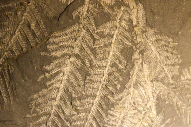 Imprint of leaf on rock. Stone texture. Archaeological background