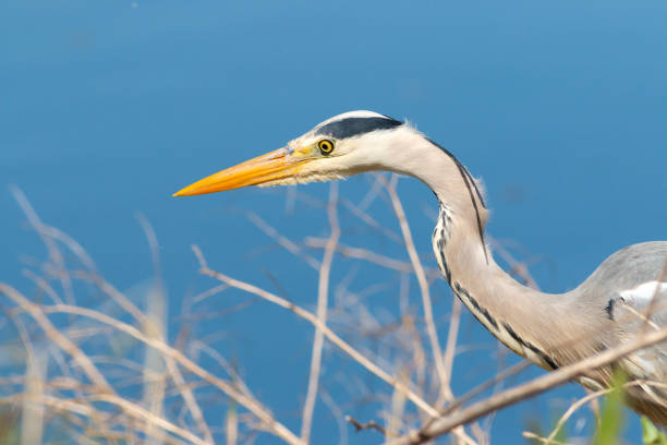 wading predator bird grey heron in Dutch european wetland environment