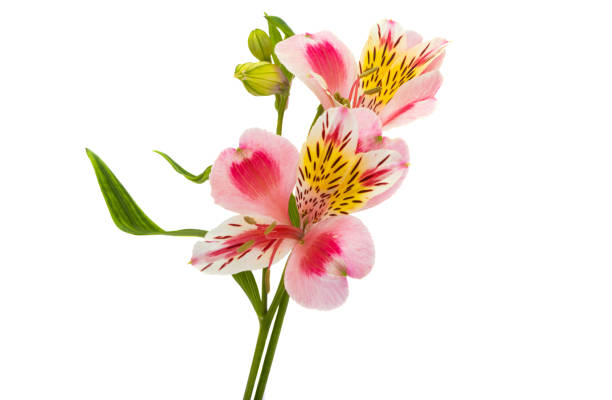 istock Alstroemeria flower isolated 1401970173