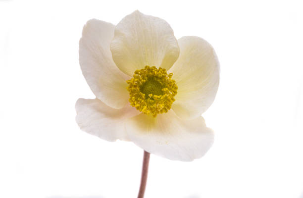 hellebore flower isolated on white background