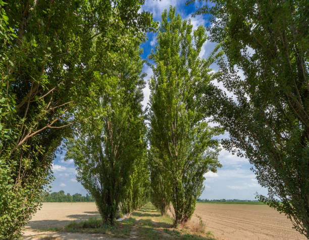 Tree-lined country road with Black Poplar, also known as Lombardy Poplar, in the Po Valley near Racconigi, piedmont, Italy in summer