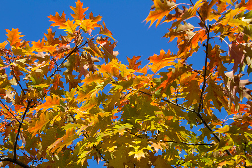 Close-up on tree branches with yellow and red leaves against the blue sky. Autumn background.