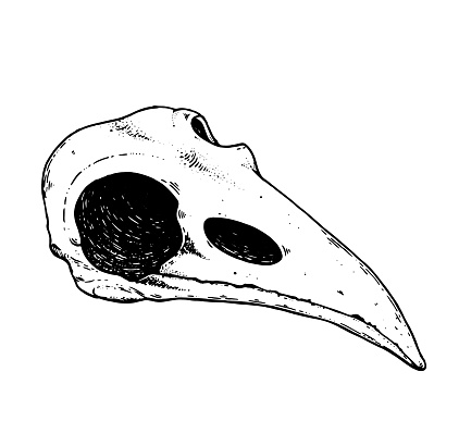 Raven skull sketch. Hand drawn illustration. Tattoo vintage print. Bird skull.
