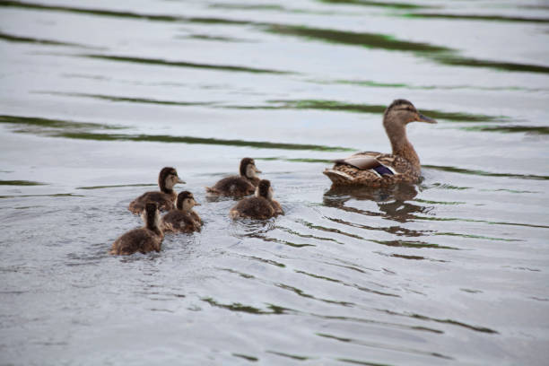 istock Wild duck with ducklings on the river bank 1401972538