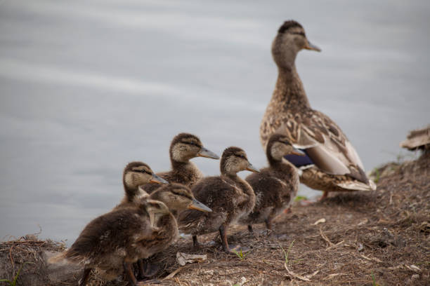 istock Wild duck with ducklings on the river bank 1401972539