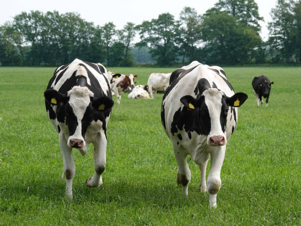istock Two very healthy and curious cows 1401973182