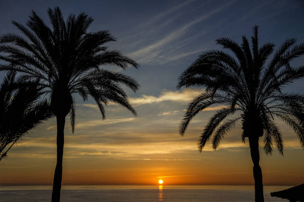 istock Sunset sea view with palms, Spain 1401973455