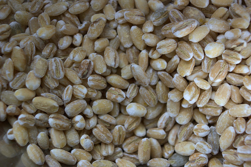 Kamut Khorasan wheat macro photo from above. Grains of Oriental wheat, Triticum turanicum. An ancient recultivated grain from modern-day Iran region, with nutty flavor.