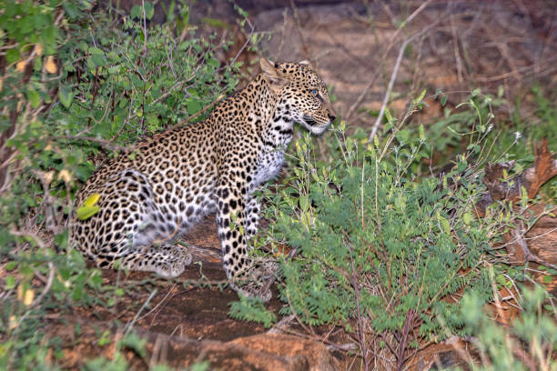 istock Young leopard in the wild late in the evening 1401974749