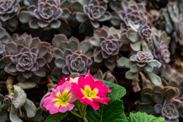 istock Red Primula julian - primula malacoldes succulent plants in Centennial Park Conservatory, Etobicoke, Canada. 1401975451