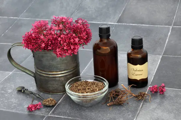 Valerian herb root essence with red flowers and tincture oil bottles. Used in herbal plant medicine to treat, anxiety, insomnia, headaches, menopause and digestive problems.