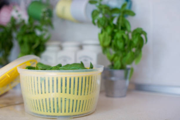Yellow centrifuge salad dryer with fresh green basil leaves at the light kitchen. Harvest of kitchen herbs, food concept with copy space