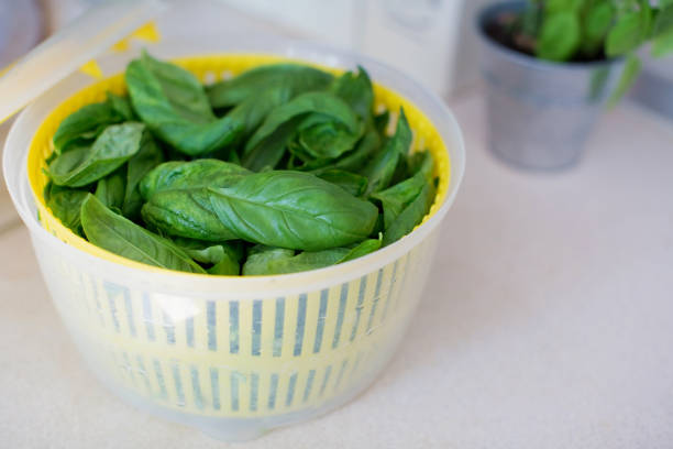 Yellow centrifuge salad dryer with fresh green basil leaves at the light kitchen. Harvest of kitchen herbs, food concept with copy space