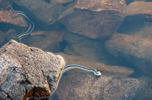 Gater Snake on Patrol in Boundary Water Lake on Saganagons Lake in Quetico Provincial Park in Ontario