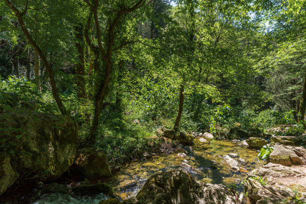 istock Fontegreca, Campania, Matese Regional Park. La Cipresseta 1401977131