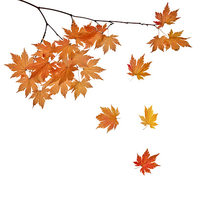 maple tree branch with bright leaves isolated on white background