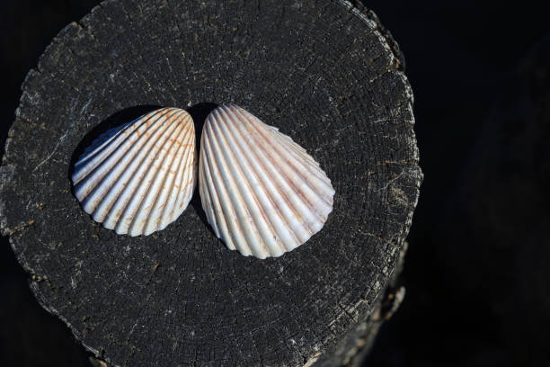 Small heap of Sessilia growing on top of a common cockle shell. Shell is laying in a nacre background.