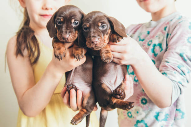 istock Dachshund puppies. 1401978753