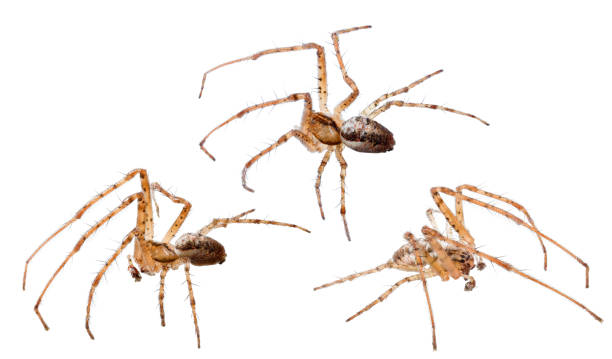istock three long legs light brown orb-weaver spiders on white 1401979180