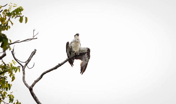 istock King of the sky. 1401980008