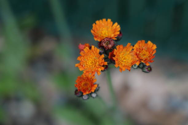 A cluster of bright orange hawkweed flowers stands out sharply against a softly blurred green meadow background. The vivid petals and yellow centers create a striking contrast with the surrounding natural tones. The delicate composition highlights the beauty of wildflowers in their natural habitat and captures the peaceful vibrant atmosphere of a summer day in nature.