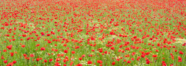 istock lovely poppy field in spring 1401980787