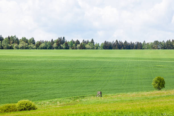 istock Field of green fresh grass under cloudy sky in summertime 1401980932