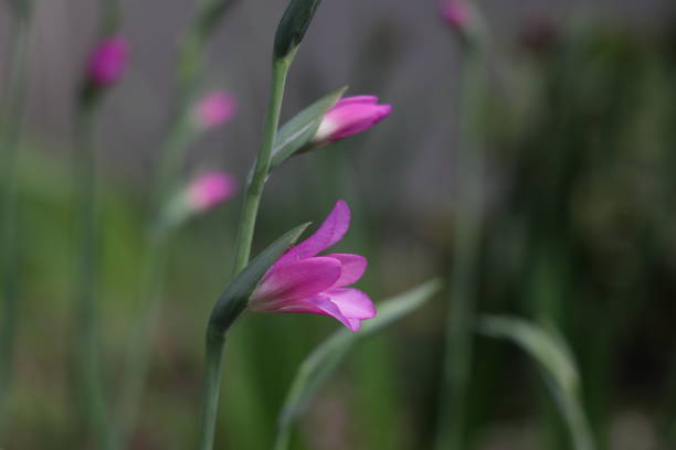 Gladiolus communis ssp.\n\nSelective focus on the vibrant pink color of the Byzantinus gladiolus. Early blossoms on a flower bed in southwestern British Columbia, Canada.