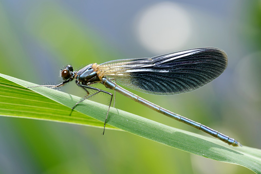 Male of a small shiny dragonfly Banded demoiselle (Calopteryx splendens) on the grass on the river bank