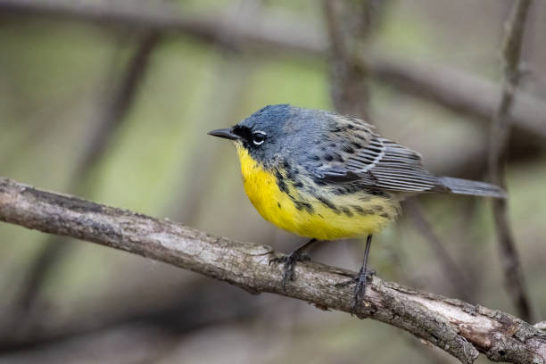 istock Kirtland's warbler, male animal 1401984566